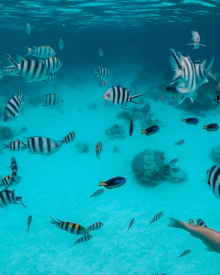 Tropical fish swimming over white sand and coral reef in crystal-clear water at Mnemba